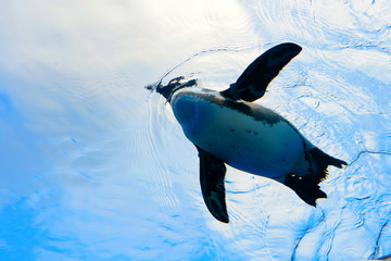 ペンギン