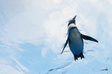 ペンギン
