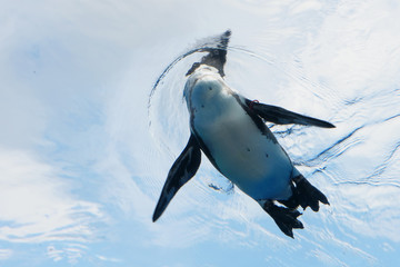 ペンギン