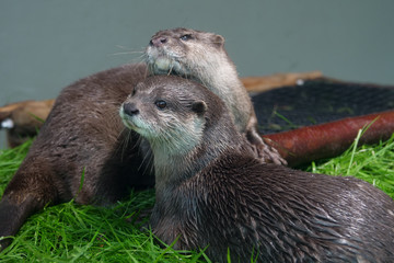 カワウソ
