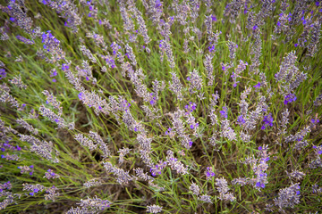 Obraz na płótnie Canvas Close up on Lavender field, UK.
