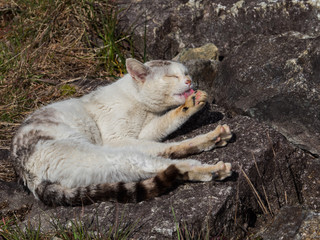 Grooming white stray cat