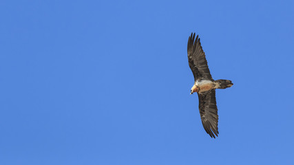 Bearded vulture (Gypaetus barbatus) also known as Lammergeier or Bearded Vulture flying in China