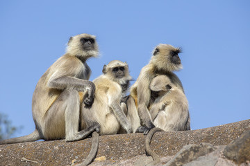 Langur monkey family in the town of Mandu, India.