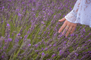 Woman touching flowers, lavender field, UK.