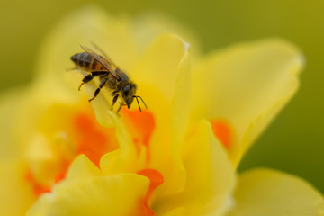 Busy Bee