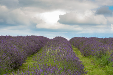 Lavender field, UK.