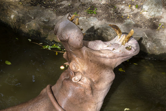 Close up hippopotamus, or hippo, mostly herbivorous mammal in water with open mouth