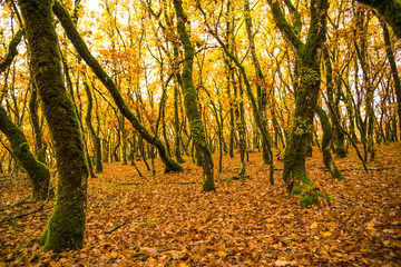 forest in autumn colors woods trunks of oak tree for background