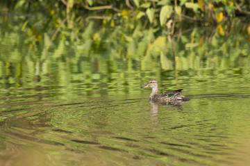 Female of Northern Shoveler Enjoying Swimming in Fresh Water Pond