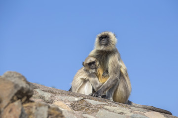 Langur monkey family in the town of Mandu, India.