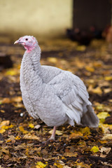 Gray turkey among fallen autumn leaves