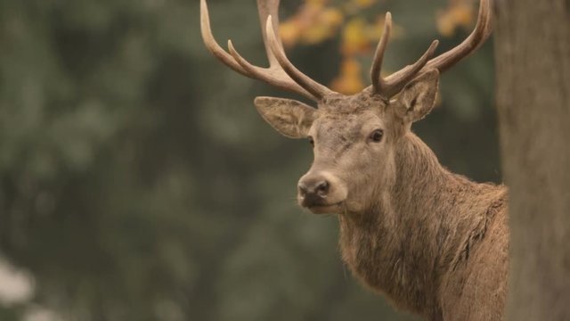 red deer in rutting season - 5k red epic footage