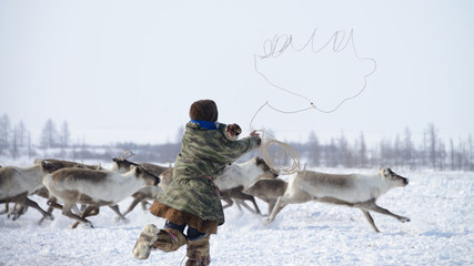 Отлов оленей