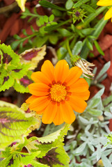 cosmos flower in Guatemala, tropical.