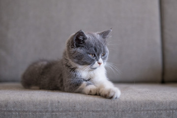 Fototapeta na wymiar Gray British shorthair cats, indoors