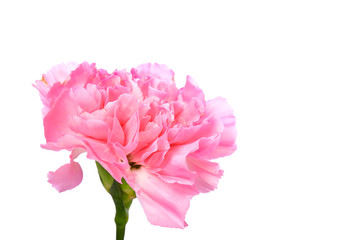 Single pink Carnation