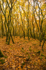 Fototapeta na wymiar forest in autumn colors woods trunks of oak tree for background