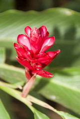 Tropical Patio Plants. Red Ginger. alpinia purpurata in Guatemala