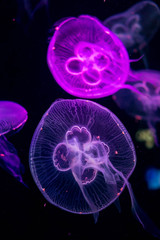 colorful jellyfish deep in underwater with black background  