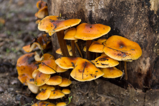 Honey fungus growing on a stump in the forest
