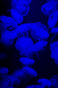 blue light jellyfish look like sci-fi science abstract with black background