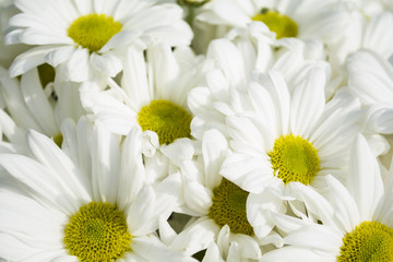 Obraz premium yellow white paper flowers seamless background