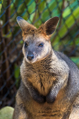 Naklejka na ściany i meble Red kangaroo, Sidney, Australia.
