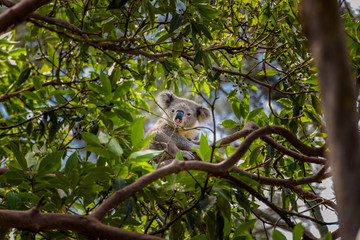 Obraz premium Koala, Sidney, Australia