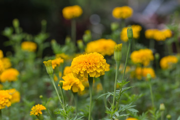 Marigold in the garden