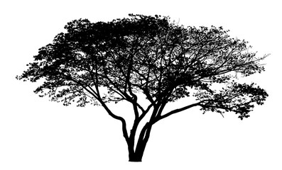 Vector drawing of the tree - detailed vector