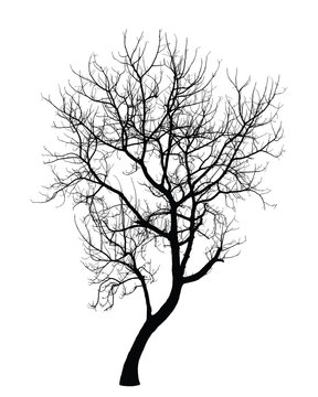 Tree in winter : Vector