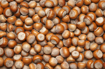 Hazelnuts heap close-up