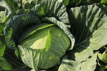 cabbage