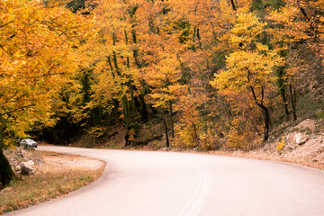 autumn road yellow leaves in Tzoumerka Eprirus Greece