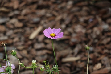 コスモス