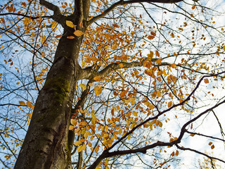 Fall tree
