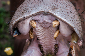 huge teeth of a hippopotamus