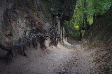 Ściana korzeni 2 © Tomek Kiecana