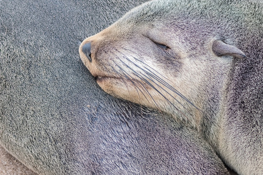 Cape Fur Seal