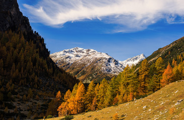 Landscape of the Swiss Alps and forest of national parc in Switzerland. Alps of Switzerland on autumn. Parc Naziunal Svizzer. Swiss canton of Graubunden.  Val Müstair Region