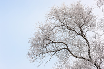 Fototapeta na wymiar trees in frost and snow