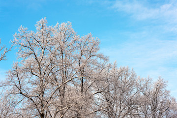 Obraz na płótnie Canvas trees in winter