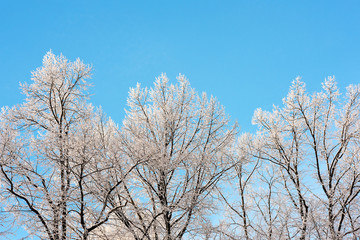 winter trees in the snow