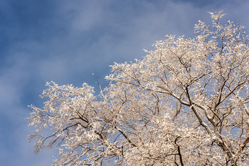 winter tree branches in the foreground