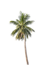 Fototapeta premium Coconut tree isolated on white background.
