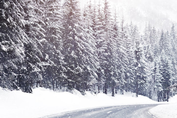 Beautiful snow-covered fir-trees in the Alpine mountains.