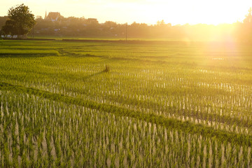 Fototapeta premium Rice fields in the evening