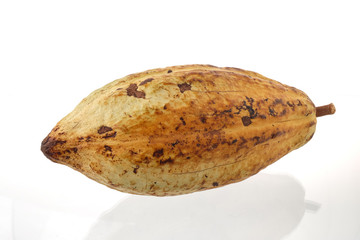 Cacao fruit, raw cacao beans, Cocoa pod on white background