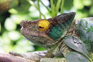 Chameleon